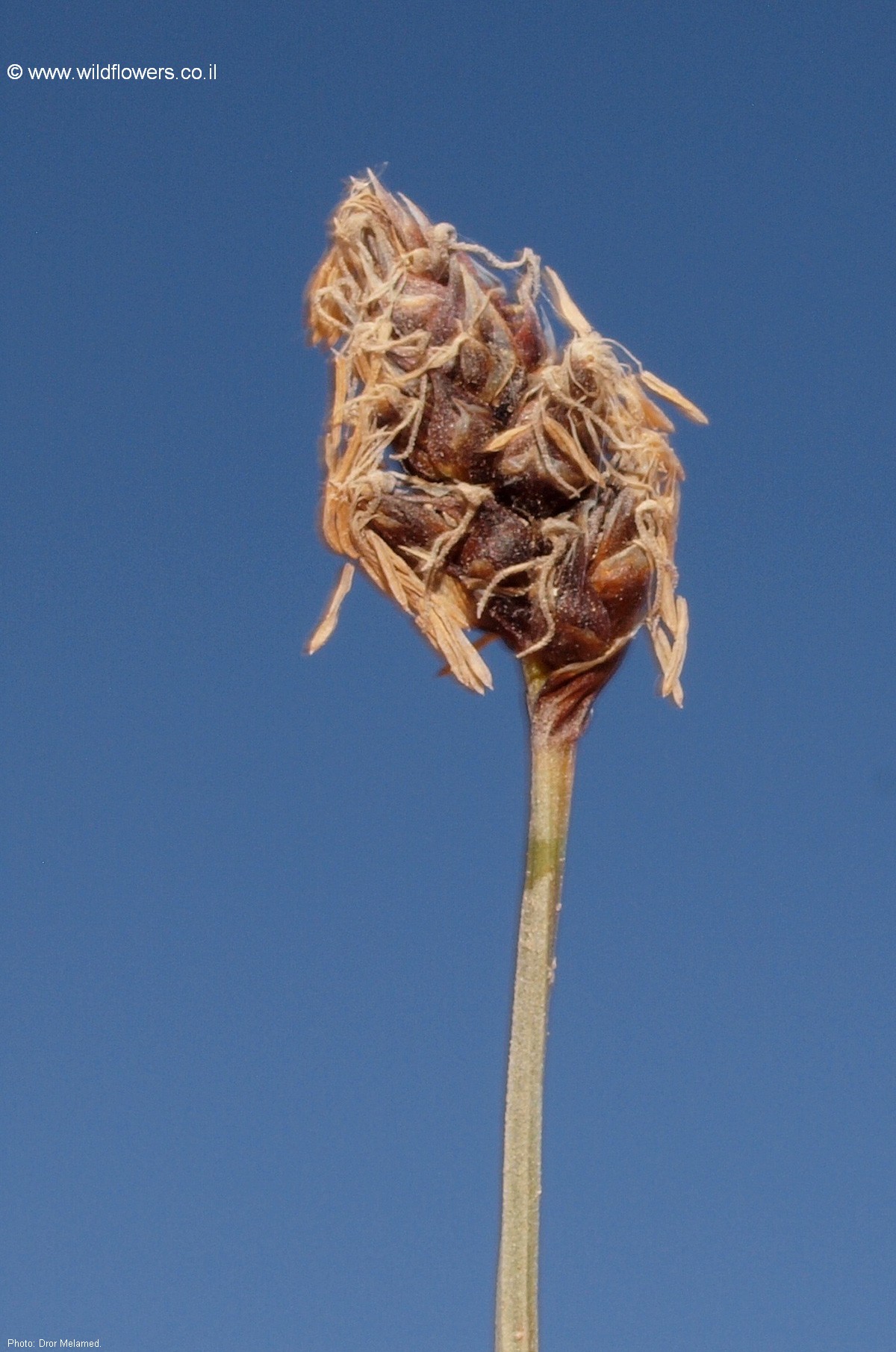 Carex pachystylis